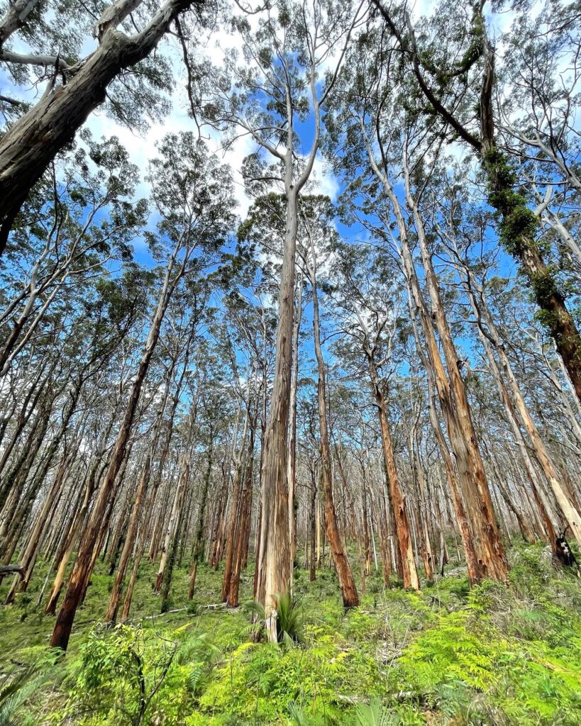 Travel WA, Boronup Forest, Margaret River Western Australia