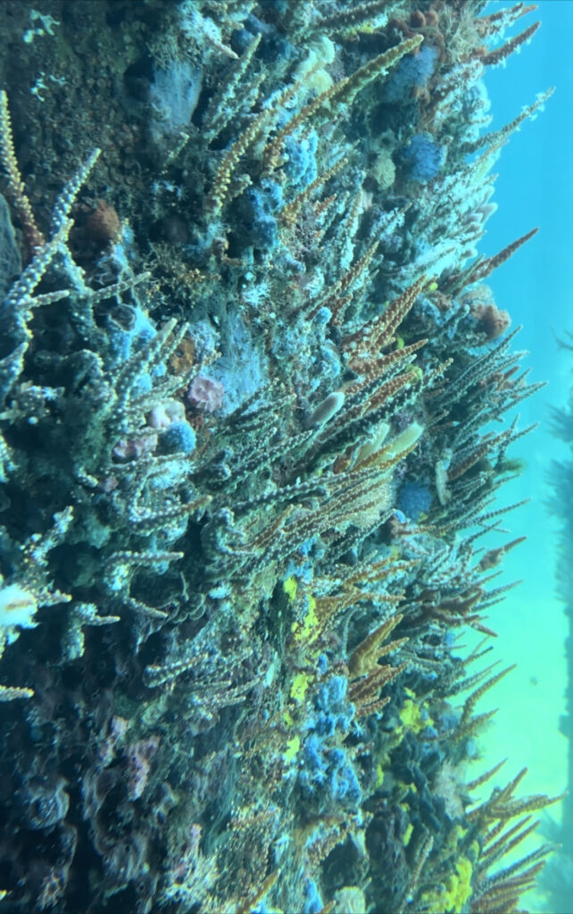 Busselton Western Australia, Busselton Jetty, Underwater Observatory, WA travel