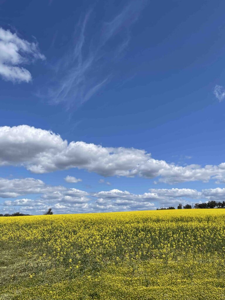 Canola fields in York, WA, Western Australia, where to walk through canola, travel WA, insta spots