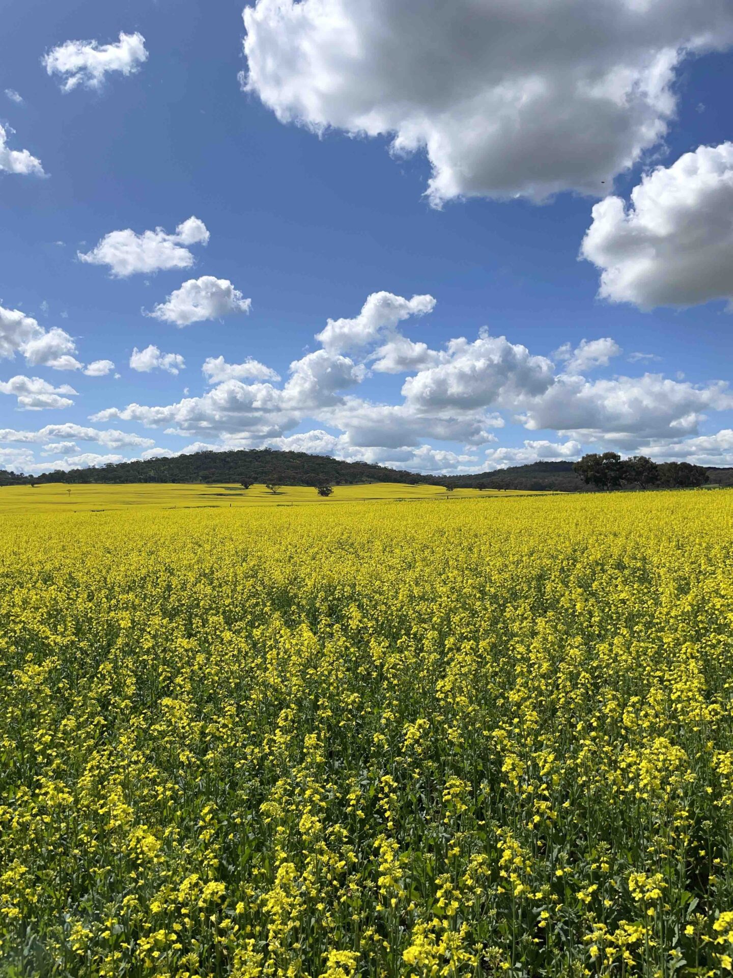 Where to find golden canola fields in WA (2024)