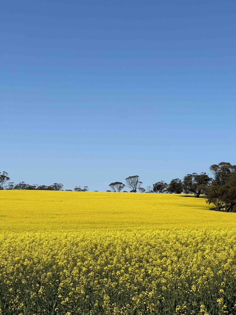 where to find see wildflowers in WA, WA road trip, WA wheatbelt, Dallwallinu