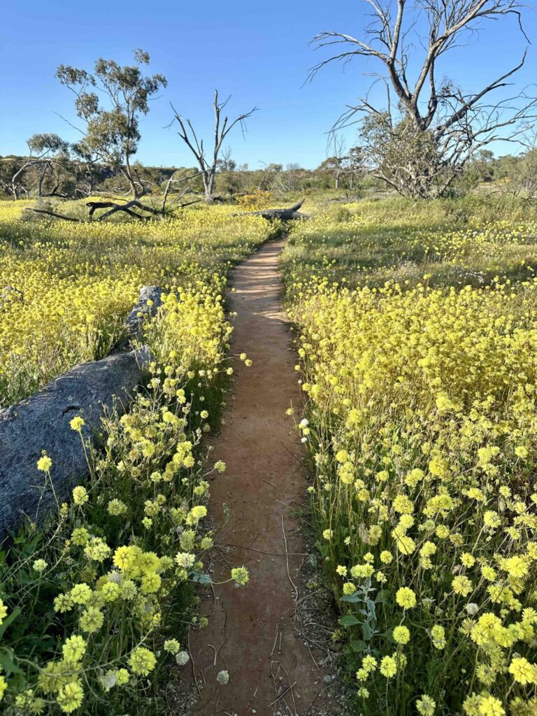 WA Wildflowers, find wildflowers in Western Australia, see wildflowers, Coalseam National Park