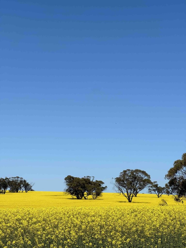 WA wildflowers, where to see canola, Dalwallinu