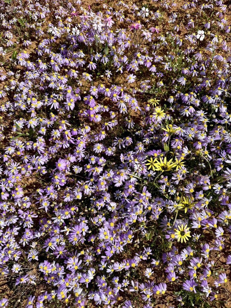 where to find wildflowers in WA, where to see wildflowers in WA, Wildflower country Western Australia