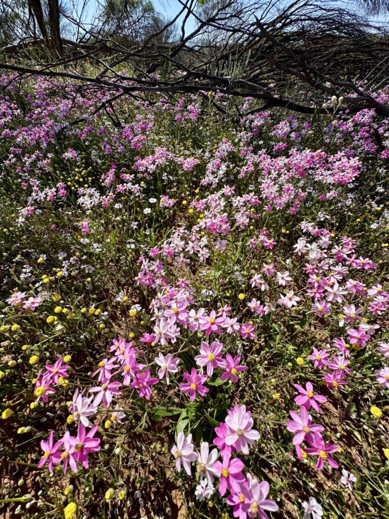 where to find wildflowers in WA, where to see wildflowers in WA, Wildflower country Western Australia