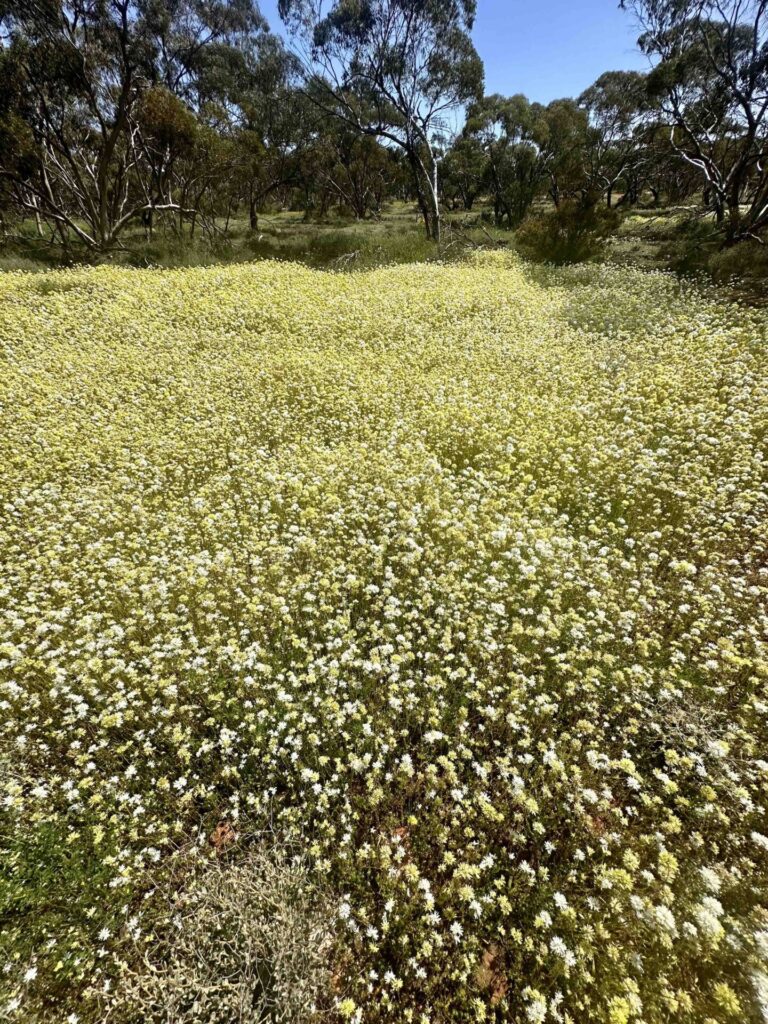 where to find wildflowers in WA, where to see wildflowers in WA, Wildflower country Western Australia