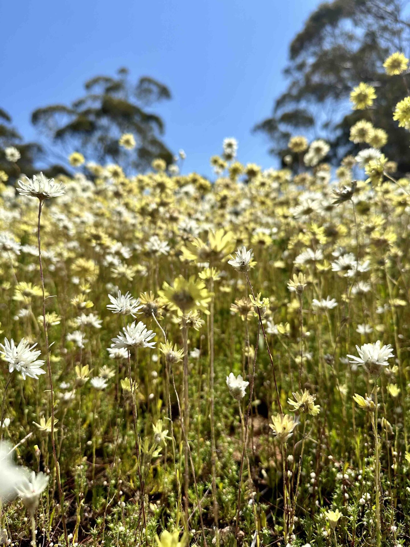 Where to see WA wildflowers: The best spots and the ultimate wildflower roadtrip (2024)