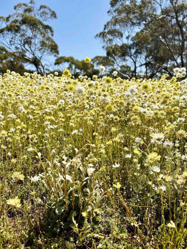 where to find wildflowers in WA, where to see wildflowers in WA, Wildflower country Western Australia