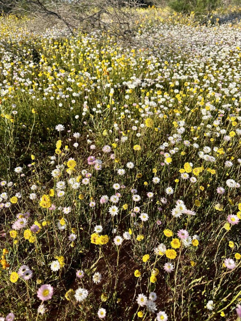 where to find wildflowers in WA, where to see wildflowers in WA, Wildflower country Western Australia