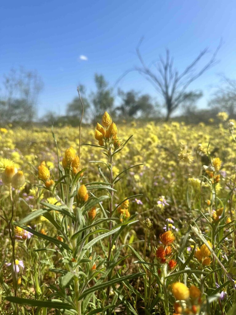 where to find wildflowers in WA, where to see wildflowers in WA, Wildflower country Western Australia