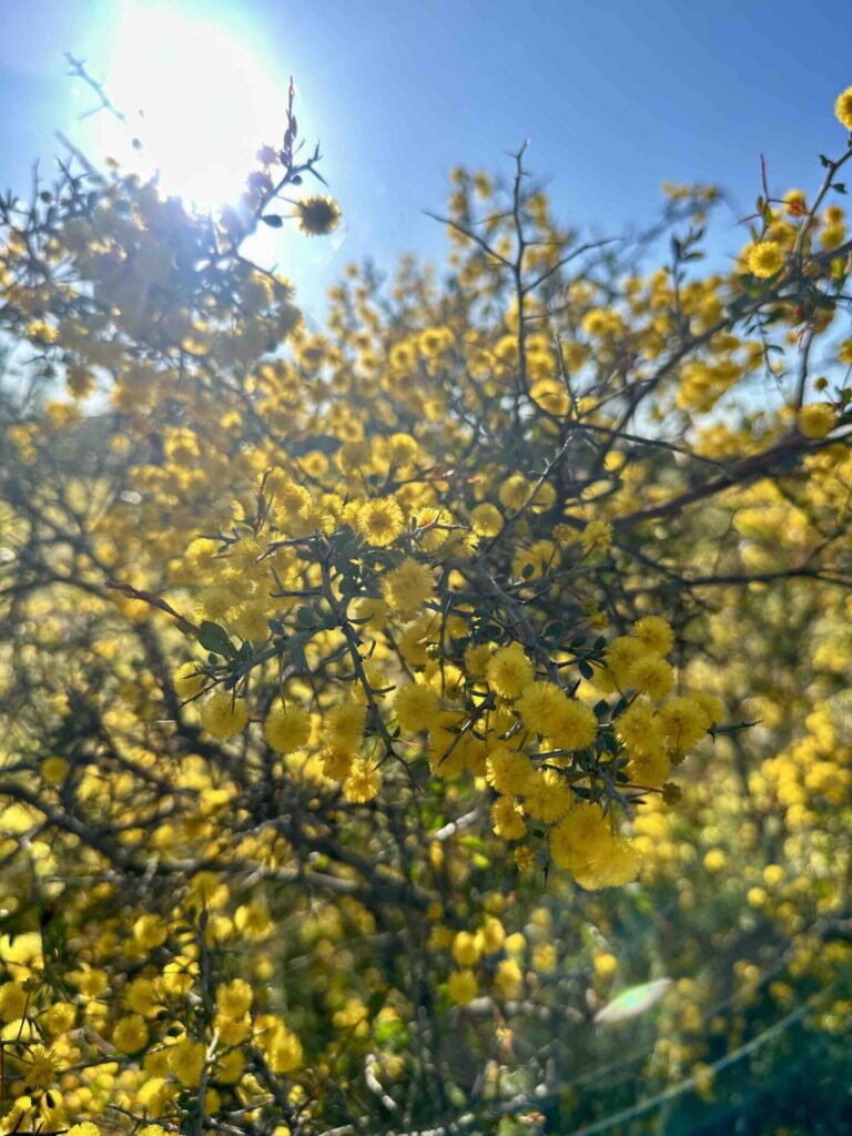 where to find wildflowers in WA, where to see wildflowers in WA, Wildflower country Western Australia