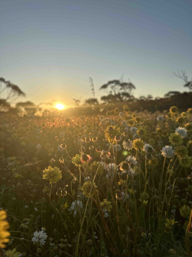 where to find wildflowers in WA, where to see wildflowers in WA, Wildflower country Western Australia